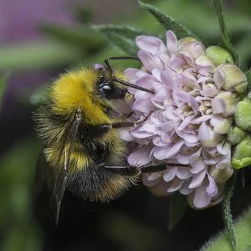 Early bumblebee on Scabious flower Fotos de archivo