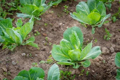 Early cabbage grows on beds in the summer in the garden Stock Photos