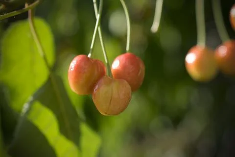 Early cherries on a tree Stock Photos
