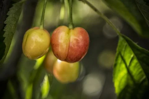 Early cherries on a tree Stock Photos