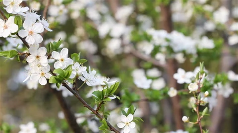 Early cherry blossoms Video stock 58900037