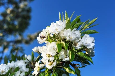 Early cherry flowers 库存照片