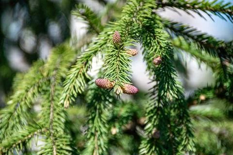 Early cone development indicates healthy tree growth Stock-Fotos
