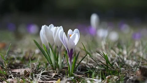Early crocus in spring Stock Footage 161096314