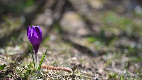Early crocus in spring in the wind Stock Footage 161096925