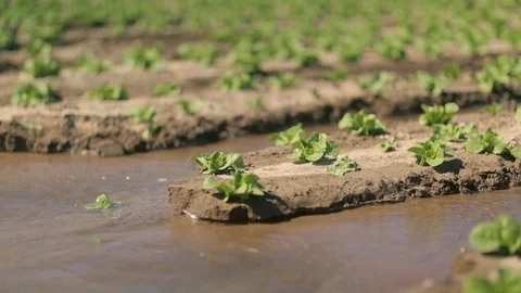 Early Crops Growing in the Sun Stock Footage 94643336