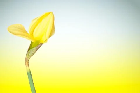 Early daffodil Stock Photos
