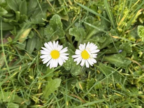 Early daisy Stock Photos