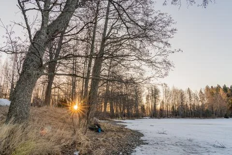 Early dawn in winter, sun between the trees Stock Photos