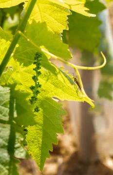 Early developing grape clusters framed by vine leaves Fotos de archivo