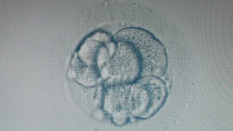 Early development of an embryo in a magnified egg cell Stock Footage 119253310