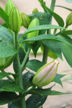 Early development Stock Photos