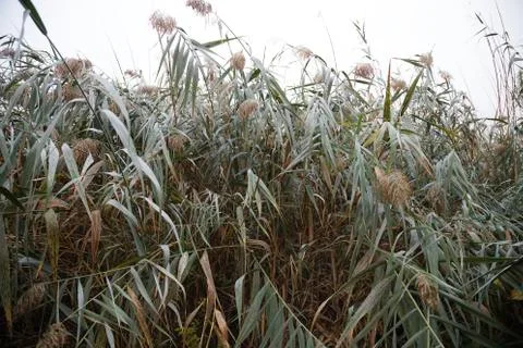 Early dew on the canes. Stock Photos