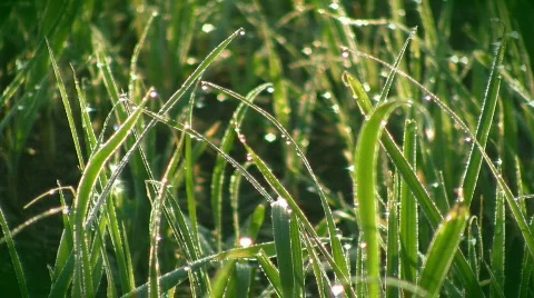 Early dew Video stock 397965