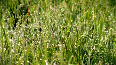 Early dew Video stock 397991