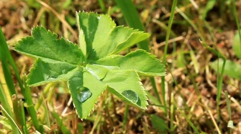 Early dew Video stock 741991