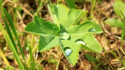 Early dew Video stock 824327