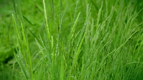 Early dew on the green grass Stock-Footage 396963