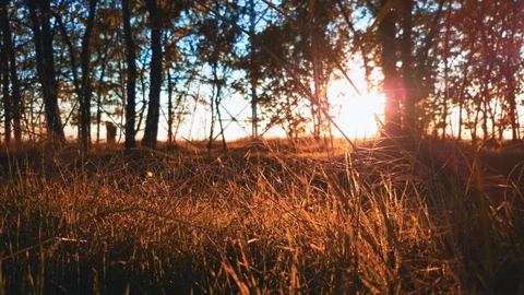 Early evening in forest Stock Footage 96151313