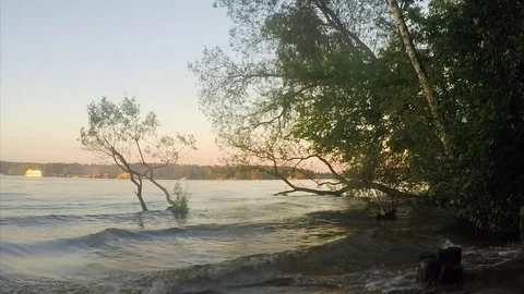 Early evening at the lake in forest Stock Footage 82368373
