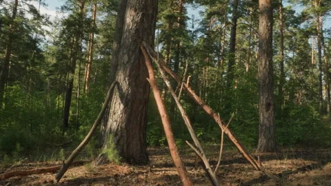 Early evening nature hideaway structure. Rustic shelter under tree with dappled Stock Footage 345172835