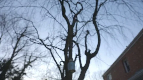 Early Evening Tree Tilt Down Stock Footage 84999753