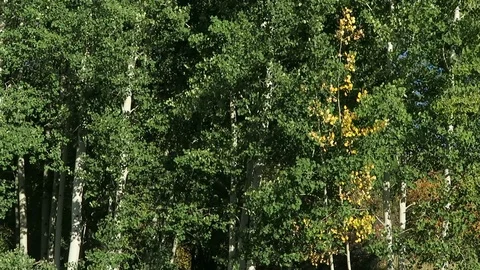 Early fall, Aspen trees rustle in the wind. Video stock 97414373