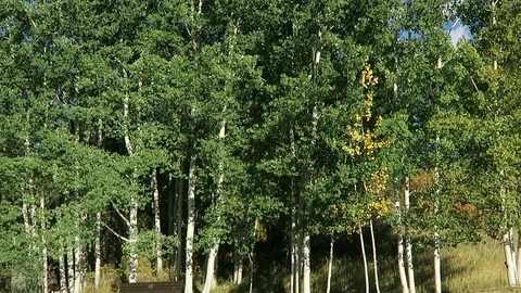 Early fall, Aspen trees rustle in the wind. Stock Footage 97416404