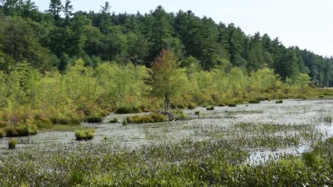 Early Fall On Bog with Beaver Dam Stockbeeldmateriaal 139060284