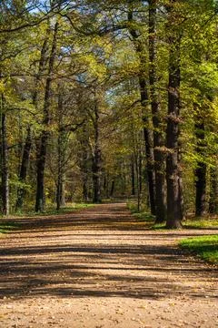 Early fall in  city park.  Path among the trees. Sunlight illuminates  tree.. Stock Photos