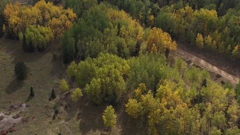 Early Fall Colors in the Aspen Trees, Victor, Colorado, USA Stock Footage 140624566