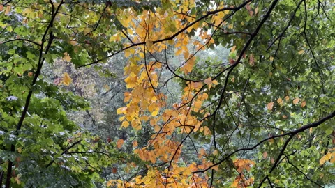 Early Fall Foliage: Detailed background shot of bright yellow and dark green  Stock Footage 319361474