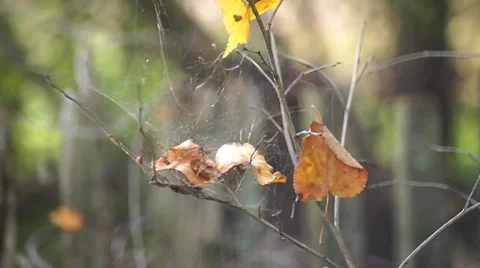 Early fall Vídeo Stock 29533222