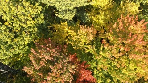 Early fall forest seen with a bird's eye view perspective on low altitude Stock Footage 119176863