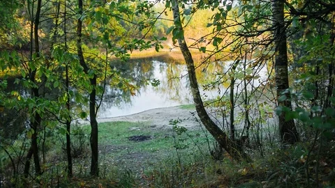 Early fall landscape of birches and lake Stock Footage 80875692
