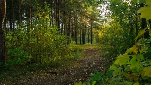 Early fall landscape in forest Video stock 80875488
