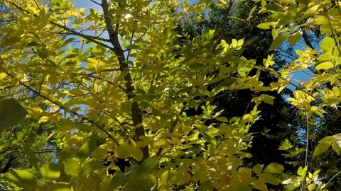 Early fall, leaves on trees turning bright, vibrant yellow. Stock Footage 99677138