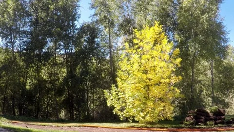 Early fall, leaves on trees turning bright, vibrant yellow. Stock Footage 99679388