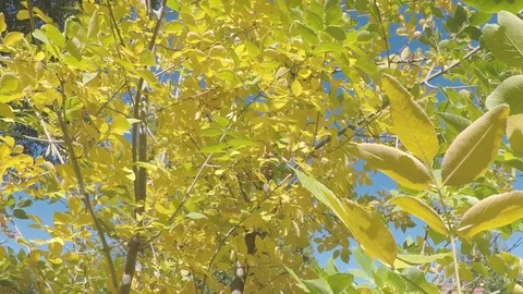Early fall, leaves on trees turning bright, vibrant yellow. Stock Footage 99682423