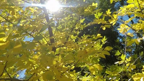 Early fall, leaves on trees turning bright, vibrant yellow. Stock Footage 99682521