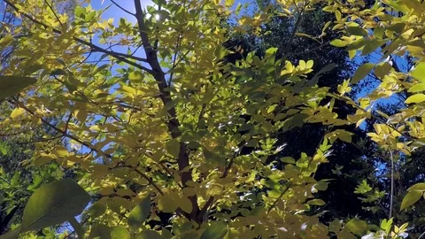 Early fall, leaves on trees turning bright, vibrant yellow. Vidéo 99683165