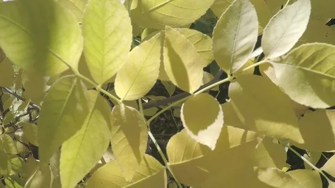 Early fall, leaves on trees turning bright, vibrant yellow. Stock Footage 99683265