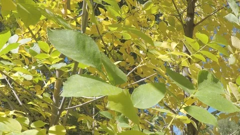 Early fall, leaves on trees turning bright, vibrant yellow. Stock Footage 99683722