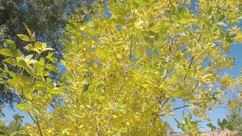 Early fall, leaves on trees turning bright, vibrant yellow. Stockbeeldmateriaal 99684269