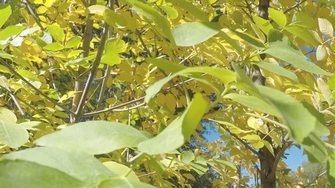 Early fall, leaves on trees turning bright, vibrant yellow. Stockbeeldmateriaal 99684891