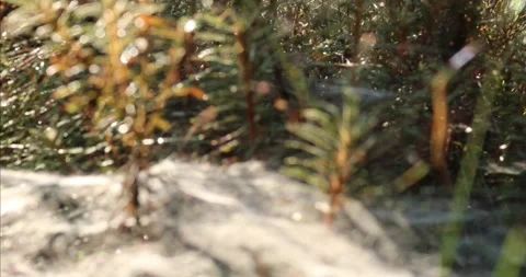 Early fall morning Stock Footage 162335078