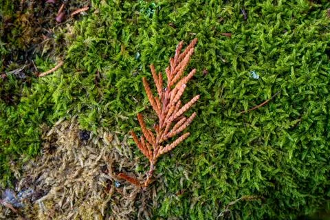 Early fall Stock Photos