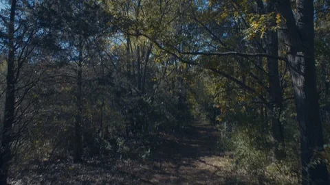 Early fall Through the leaves 2 Stock Footage 96001646