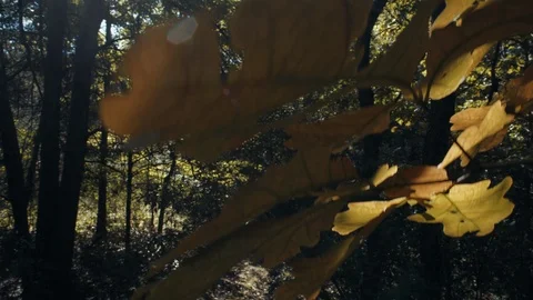 Early fall Through the leaves Stock Footage 96110467
