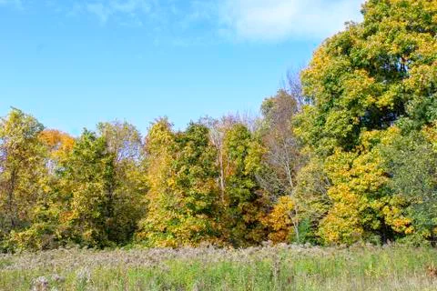 Early fall trees at the edge of the meadow Stock Photos